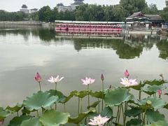-莲花池公园
