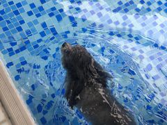 -BABYDOG宝贝狗宠物乐园(欧洲城店)