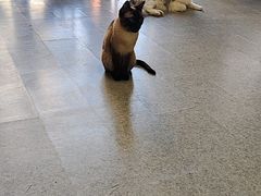 -猫爪屋猫咖(乐汇城店)