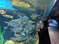 -华夏文旅海洋公园