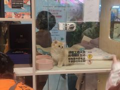 -屋虎猫馆(宝安大仟里店)