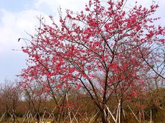 -天适樱花悠乐园