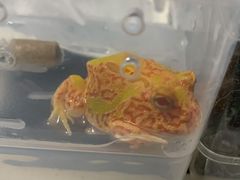 -酷以爬仙阁实体爬宠店·守宫·蜥蜴·专业繁育