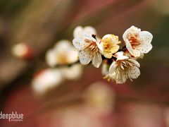 -白塘生态植物园