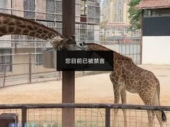 -灵玲国际马戏城