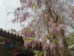 -北京市劳动人民文化宫(太庙)