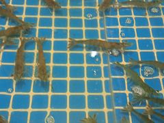 -三亚火车头万人海鲜广场