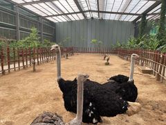 -呀路古热带植物园