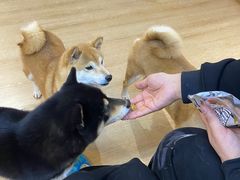 -南京Hallo宠物乐园·哈罗犬舍·柴犬繁育基地