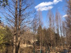 -白水寺森林公园
