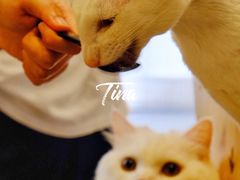 -飞行喵MR PILOT|猫舍·猫咖(静安大融城店)
