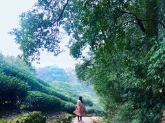 -西湖风景区十里琅珰-五云山