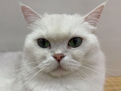 -李小姐の猫咖啡馆(五角场店)