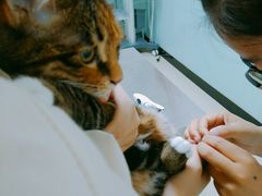 -特一安24小时宠物医院·骨科·中兽医