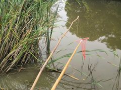 -南汇新场正宗水蜜桃采摘