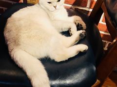 -猫小院猫主题咖啡厅(北锣店)