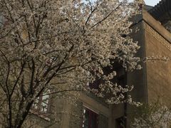 -武汉大学-樱园
