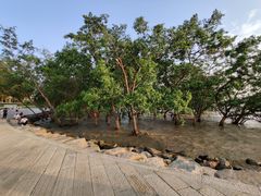 -宝安西湾红树林湿地公园