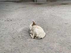 -东莞香市动物园