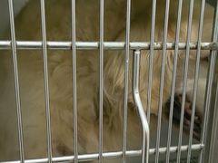 -佳雯宠物医院·皮肤科·内外科(春晓路分院)