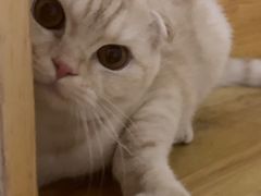 -嘉馨宠物医院·CT影像转诊·心脏科·犬猫全科诊疗中心(下沙大学城院区)