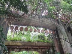 -西双版纳原始森林公园