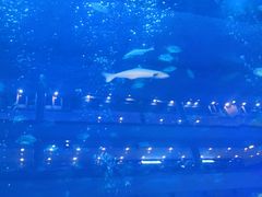 -成都浩海立方海洋公园