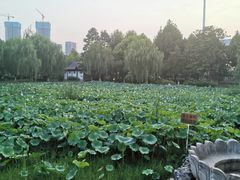 -堤角公园