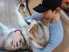 -Husky Go! 哈士奇体验馆·宠物咖啡厅狗咖