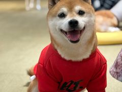 -逗柴咖啡屋·狗咖猫咖宠物桌游