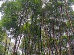 -重庆市江北嘴中央商务区中央公园