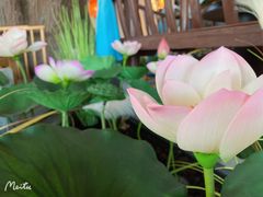 -荷塘秋月·本帮江浙菜(国权路店)