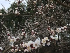 -秀丽东方