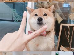 -柴迷FANS CLUB·柴犬狗咖·猫咖