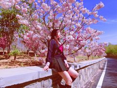 -樱花山风景区