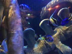 -悉尼海洋生物水族馆