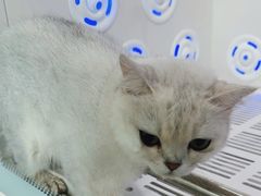 -爱洗澡的猫(望京店)