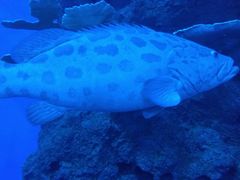 -成都浩海立方海洋公园