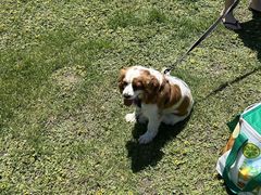 -Dooley's Premium Ice Cream