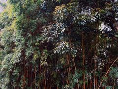 -南山植物园