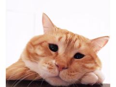 -怂猫抓子·成都冒烤鸭