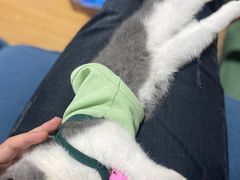 -伟伟宠物医院·CT影像中心·瑞派犬猫综合性门诊(汉口总院)