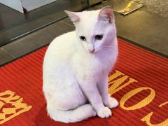 -凯华海鲜火锅·传承三十六年