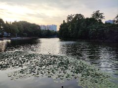 -荔湾湖公园