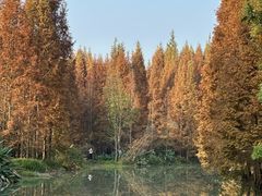 -桤木河湿地公园