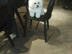 -喜茶(佛山顺德大良东乐路店)