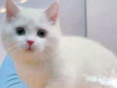 -欣宠猫屋·矮脚拿破仑·蓝金金渐层