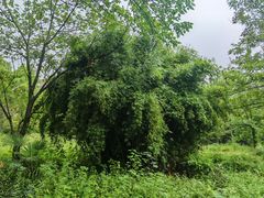-重庆彩云湖湿地公园