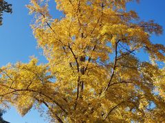 -三里屯东五街银杏大道