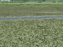 -腾冲北海湿地